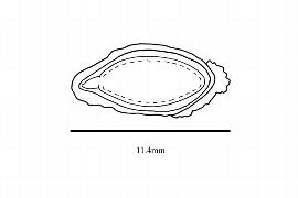   Embryo:   nbsp; Averrhoa carambola ;nbsp;Illustration by K. Parker, Kirkbride et al. (2006)
